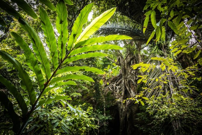 lasy-tropikalne-rozwiazania-dla-poprawy-klimatu