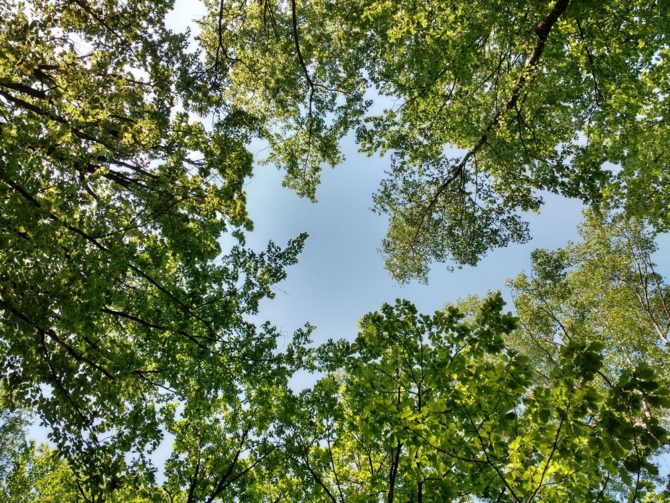 kompensacja emisji CO2 las